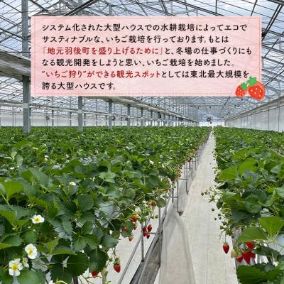 ふるさと納税 羽後町 訳ありいちご 品種指定不可200g×2パック 端縫いシルクインナー入り[No.5325-0512] |  | 03