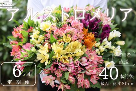 定期便６回便　切り花 アルストロメリア【上級品・生花　花丈80cm・35本前後】4～9月（KS-T503）