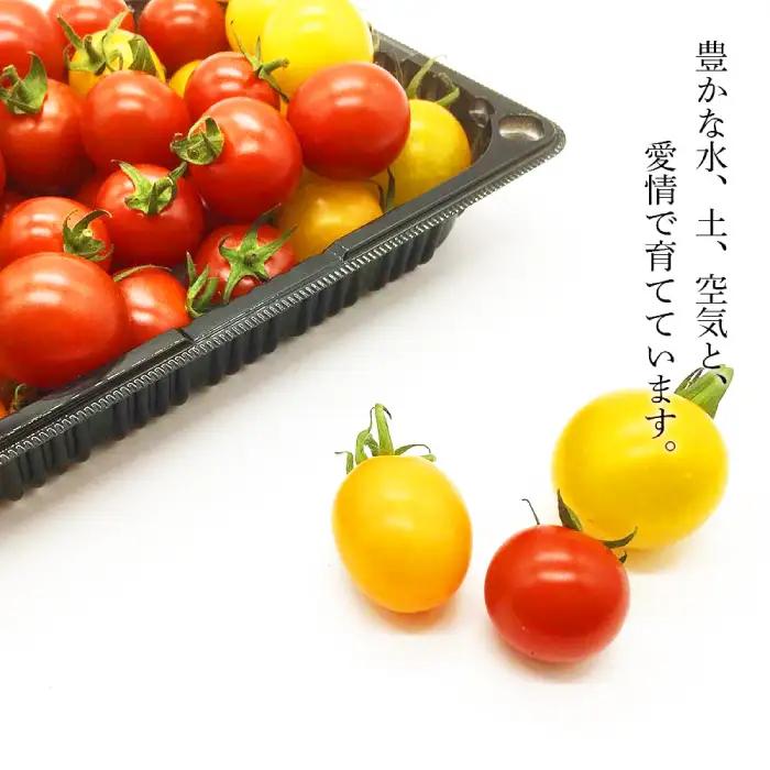 【ふるなびWEEK対象】ミニトマト 約1.5kg [AJAJ007] トマト 北海道