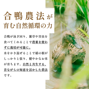 令和8年産【6回定期便】コシヒカリ 10kg 精米 無農薬 コシヒカリ
