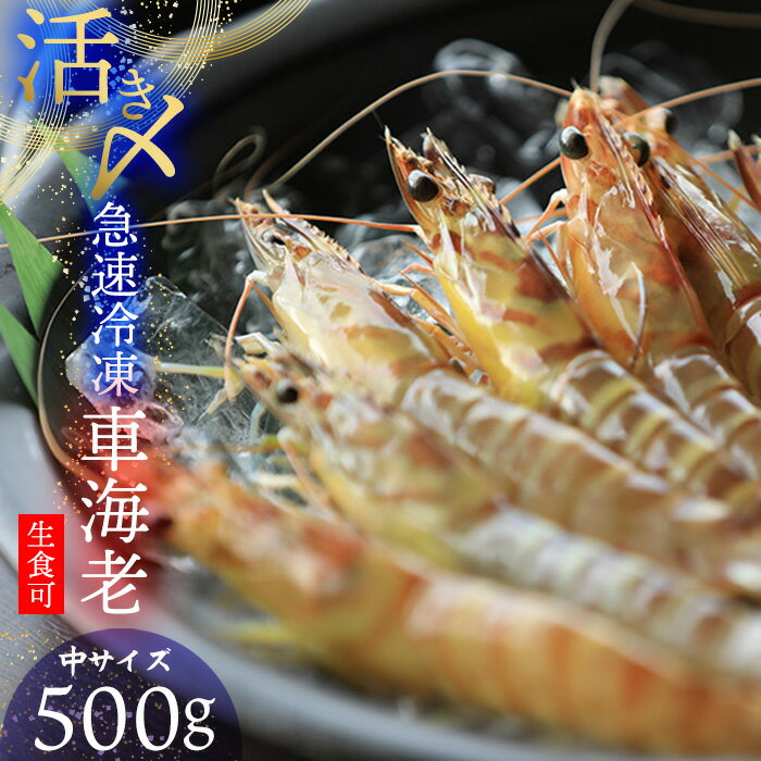 【ふるさと納税】【久米総合開発】活き〆急速冷凍 久米島ブランド車海老 中サイズ 500g 海の幸 海鮮 車えび クルマエビ くるまえび 高級 食材 生食 刺身 鮮度抜群 プリプリ 甘み 旨味 ギフト グルメ お祝い 贈答品 贈り物 お歳暮 お中元