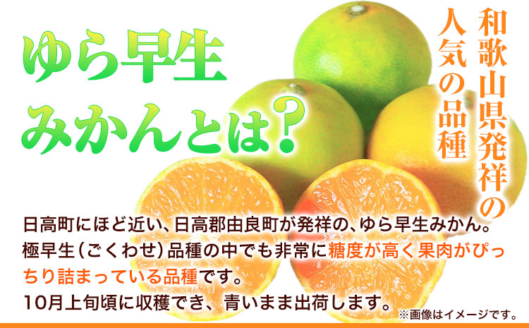紀州和歌山有田産 ゆら早生みかん 約5kg 株式会社魚鶴商店《2025年10月上旬-11月上旬頃出荷》 和歌山県 日高町 みかん 早生 柑橘(F)