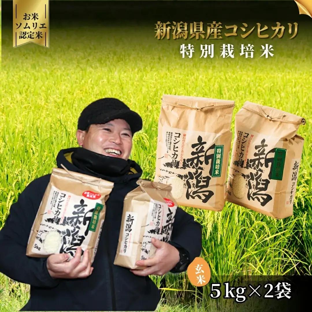 【先行予約】令和8年産 新米 新潟県産コシヒカリ 玄米 10kg(5kg×2袋) 特別栽培米【9月下旬発送開始】 | 米 玄米 五泉市