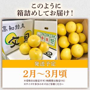 服部農園で育てた土佐文旦 早期予約 文旦 10kg 2Lサイズ 土佐 文旦 土佐 文旦 土佐 文旦 人気 HT-07