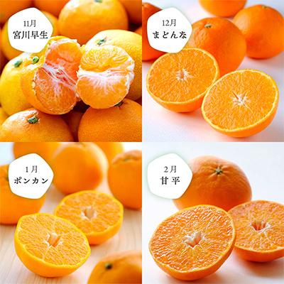 ふるさと納税 八幡浜市 【発送月固定定期便】愛媛の人気品種!かんきつ定期便 11月〜2月(訳あり)全4回【H25-155】 |  | 01