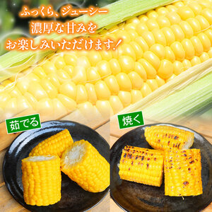 訳あり スイートコーン (ゴールドラッシュ) 2㎏（5～6本）|  2026年発送 6月 高知県スイートコーン とうもろこし スイート コーン コーン