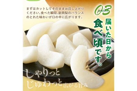【先行予約／数量限定30】新興梨 秀品 5kg（8～12玉入り）（2024年10月中旬～発送） 果物 フルーツ 梨 なし 農家直送 京都産 新興梨 果汁 数量限定 先行予約 人気