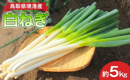 ＜先行予約受付中！11月上旬～3月下旬発送予定＞白ねぎ(約5kg) 【鳥取県 境港市】
