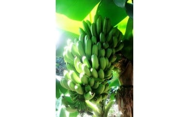 
トカラ列島　三尺 島バナナ　約2kg
