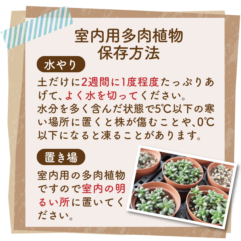 幸福セット【令和元年 農林水産大臣賞受賞】多肉植物3種室内用 インテリア プレゼント ギフト 癒し  H195-004