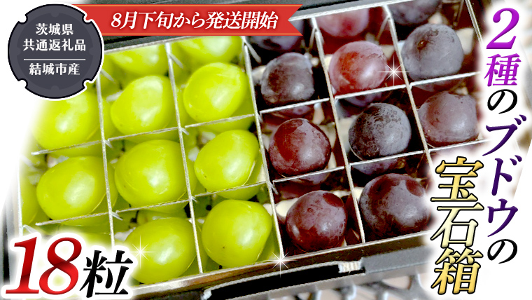 2種類 の ブドウ の 宝石箱 18粒 【2025年8月下旬から発送開始】 （茨城県共通返礼品 [ぶどう]：結城市産） 田舎の頑固おやじが厳選！ 田舎の頑固おやじが厳選！ 巨峰 ピオーネ マスカット ぶどう フルーツ 果物