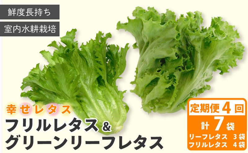 定期便 4回 野菜 詰め合わせ セット レタス 計7個 幸せレタス フリルレタス 4個 グリーンリーフ 3個 水耕栽培  LED 栽培 低菌 野菜 丸ごと ベジタブル 副菜 常備菜 サラダ ヴィーガン ヘルシー