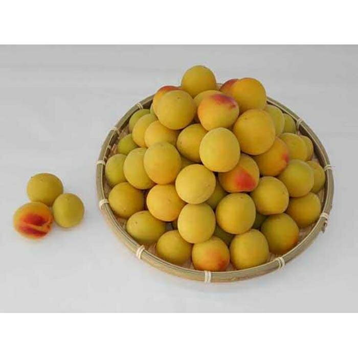 【ふるさと納税】［梅干づくり用］紀州南高梅5kg（2Lサイズ） | 白浜町 紀州南高梅 梅干し用 手作り梅干し 人気 おすすめ 和歌山産 梅仕事 季節限定 お取り寄せ 送料無料 ふるさと納税