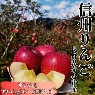 長野直送!信州八ヶ岳のりんごサンふじ約5kg(10～18玉)蓼科高原果物【1692242】