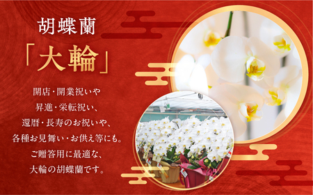 産直胡蝶蘭『大輪』白３本立ち３６輪                                                                              胡蝶蘭 