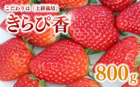 【 期間限定】 きらぴ香 いちご イチゴ 苺 800g 【 きらぴ香 】 いちご