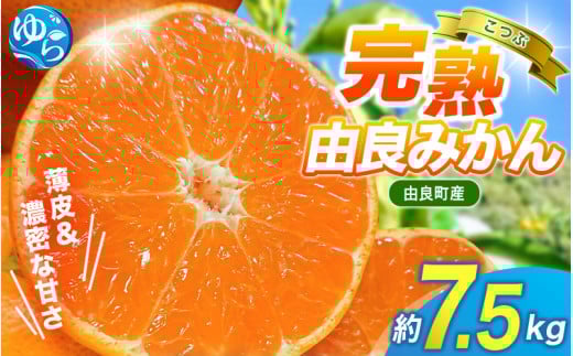 【先行予約】薄皮で濃い甘さ！完熟由良みかん【こつぶ】7.5kg×1箱（2Sサイズ）和歌山県由良産※2025年11月下旬頃から順次発送予定(お届け日指定不可) / 柑橘 ミカン 蜜柑 甘い 由良町 フルーツ 果物 くだもの 食品 人気 おすすめ 産地直送 由良町【ktym006】