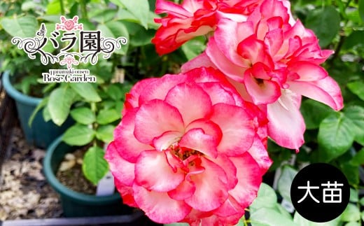 花巻温泉バラ園 オリジナル品種「ホリデー花巻」　＜2026年3月より順次発送＞　【2282】