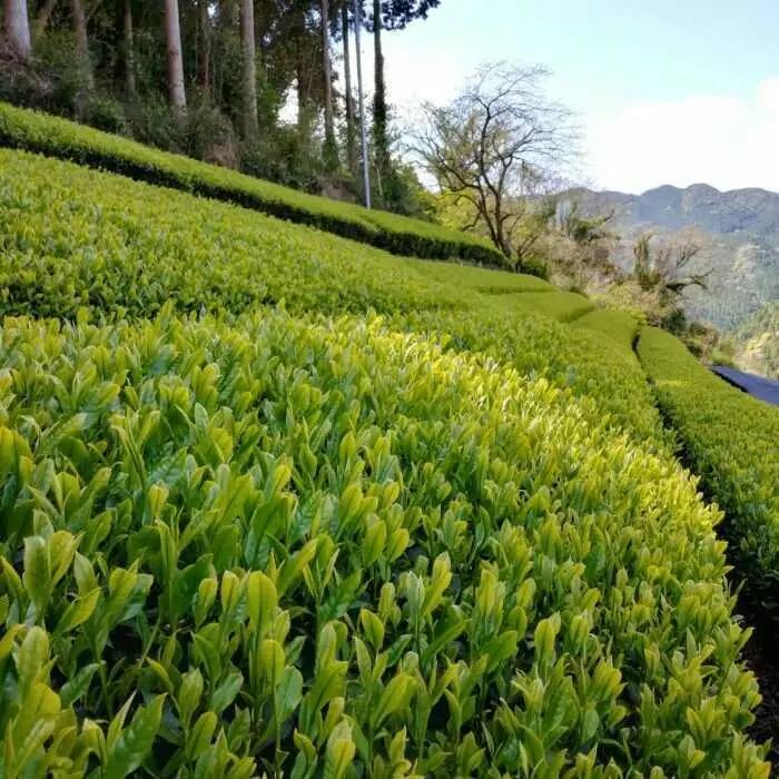 伝統の釜炒り製法の嬉野茶！「葉と日と火」 釜炒烏龍茶 2種（赤/青）飲み比べセット（ティーバッグ） / 佐賀県 / 株式会社テンフィールド [41AIAC012]