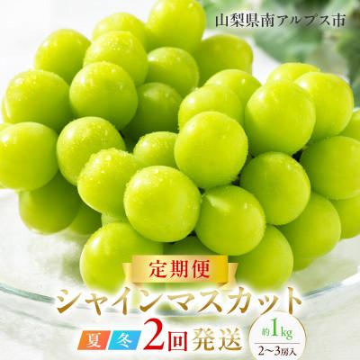 ふるさと納税 南アルプス市 【発送月固定定期便】【夏冬の2回発送】南アルプス市産シャインマスカット定期便 約1.0kg全2回