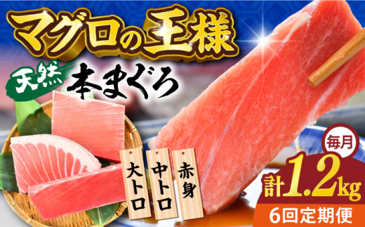 【全6回定期便】天然 本まぐろ 大トロ・中トロ・赤身（約200ｇ×6柵）約1200ｇ  鮪 マグロ 魚 刺身 横須賀【横須賀商工会議所 おもてなしギフト事務局（本まぐろ直売所）】 [AKAK078]