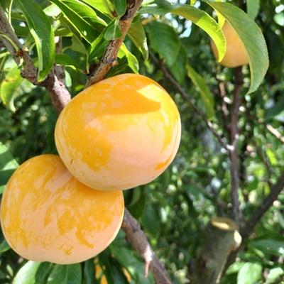 ふるさと納税 上山市 【数量限定】プラム(ゴールド秋姫)1.6kg　秀品　0106-2507 |  | 02