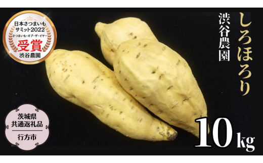 《 2026年 収穫分 》 しろほろり 約 10kg (茨城県共通返礼品 行方市) 先行予約 渋谷農園 国産 茨城県 桜川市 さつまいも サツマイモ いも 芋 新芋 焼き芋 やきいも 野菜 旬 人気 