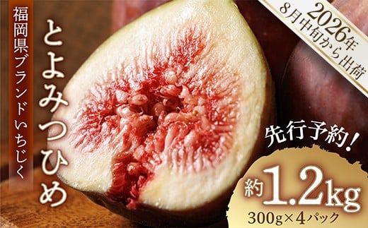 福岡県ブランドいちじく「とよみつひめ」約1.2ｋｇ(約300ｇ×4パック)