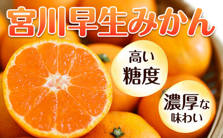 【先行予約】秀品 贈答用 宮川 早生 みかん 約 10kg (2S～2Lサイズ) みかん