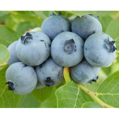 
                  信州　中野市産特選ブルーベリー　バラ詰め3kg箱【1494241】
                