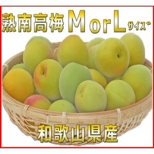 2026/6月より発送【梅干し・梅酒用】紀州和歌山の熟南高生梅　MorL-10kg 【配送不可地域：離島・北海道・沖縄県】【1375213】