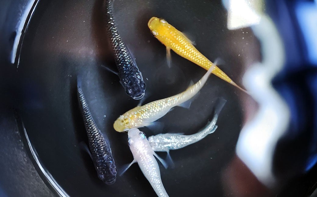 紅白ミックスメダカ 6匹