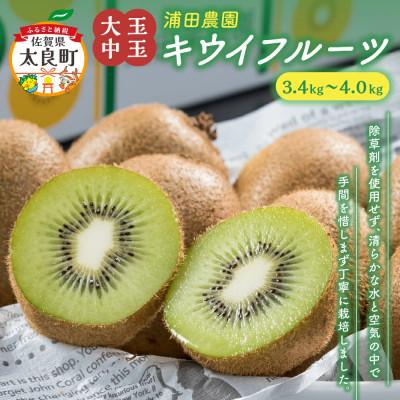 ふるさと納税 太良町 体が喜ぶ!大玉・中玉キウイフルーツ3.4kg〜4.0kg(太良町)【N58×1】