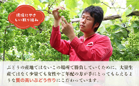 ＜2024年9月上旬頃から順次発送＞田中ぶどう園の厳選朝採りシャインマスカット＜約1.8～2.0kg（2～4房）＞※発送前のご連絡はできませんので、ご注意ください※