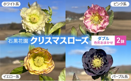 
                  【数量限定】北海道芦別市 石黒花園 クリスマスローズ ダブル 2鉢 色・形おまかせ[№5342-0338]
                