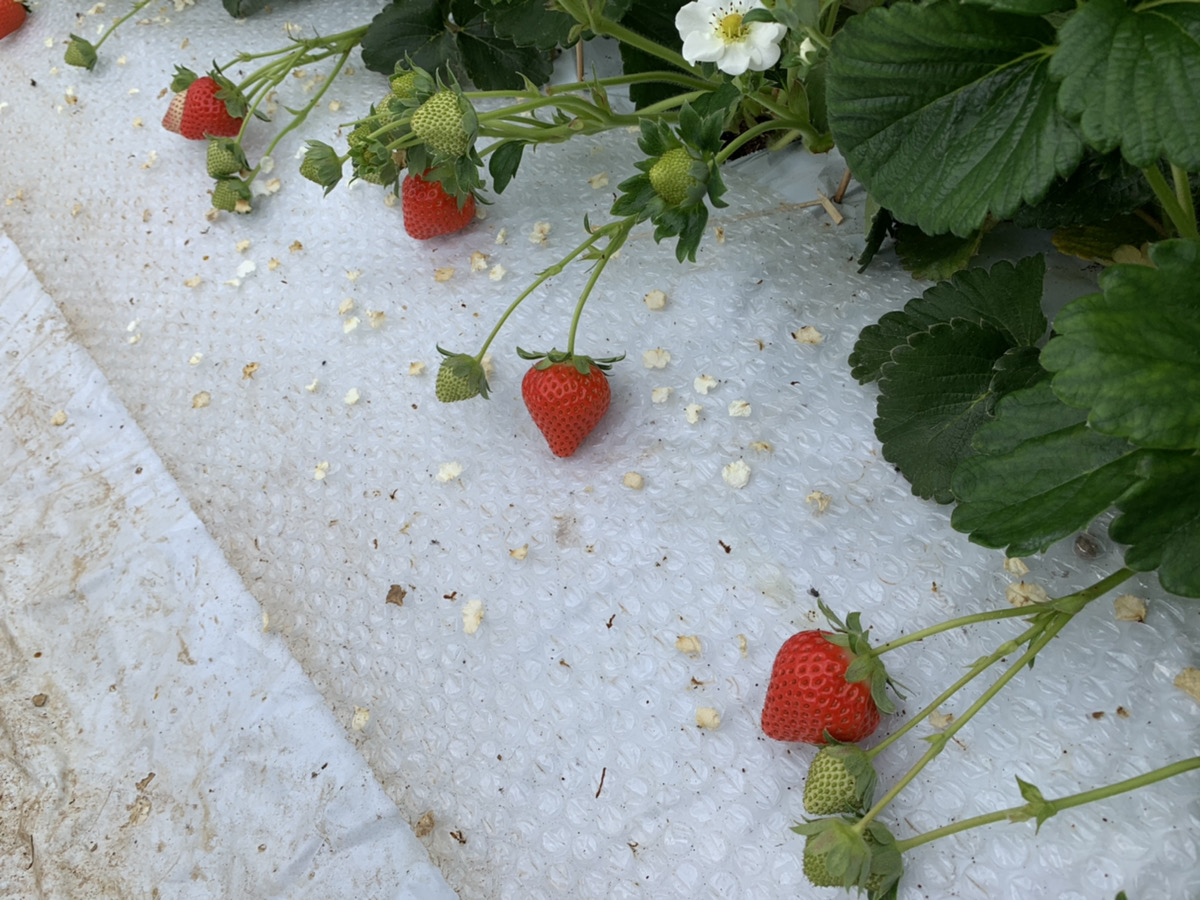 【1月発送】 先行予約 いちご 「恋みのり」約250g×4パック 宇城市産いちご 熊本県産いちご 宇城市産いちご 熊本いちご 国産いちご いちご4パック 2026年1月上旬発送予定