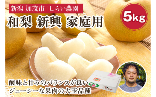 【2026年先行予約】しらい農園の和梨 新興 家庭用5kg（6〜16玉）《10月下旬～順次発送》 果実 フルーツ  訳あり 甘くてジューシーな梨 なし 新興 しんこう 加茂市 しらい農園