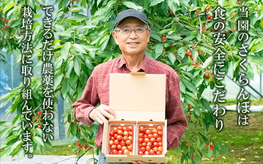 【令和7年産先行予約】紅秀峰 バラ詰め Lサイズ 1kg　もぎたて「初夏の味覚」さくらんぼ　丸忠農園