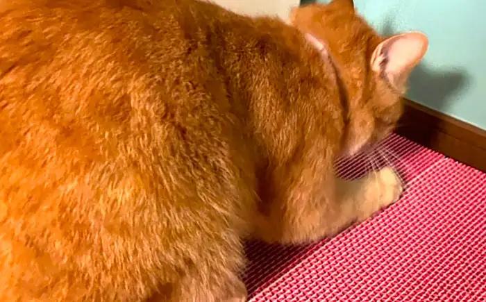 ペット カラフルな猫の爪とぎ 2個入り ペット BLBL001