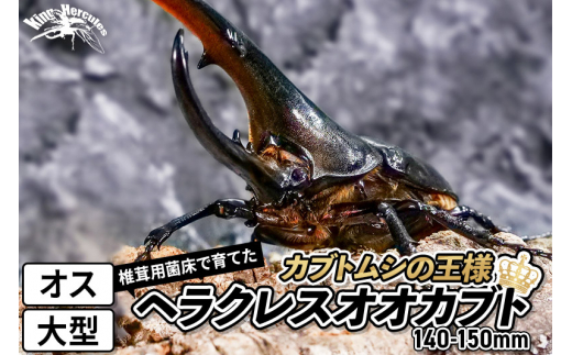 
《TVで紹介されました》ヘラクレスオオカブト（成虫）オス 大型（140-150mm） 飼育ケース・マニュアル付き カブトムシ
