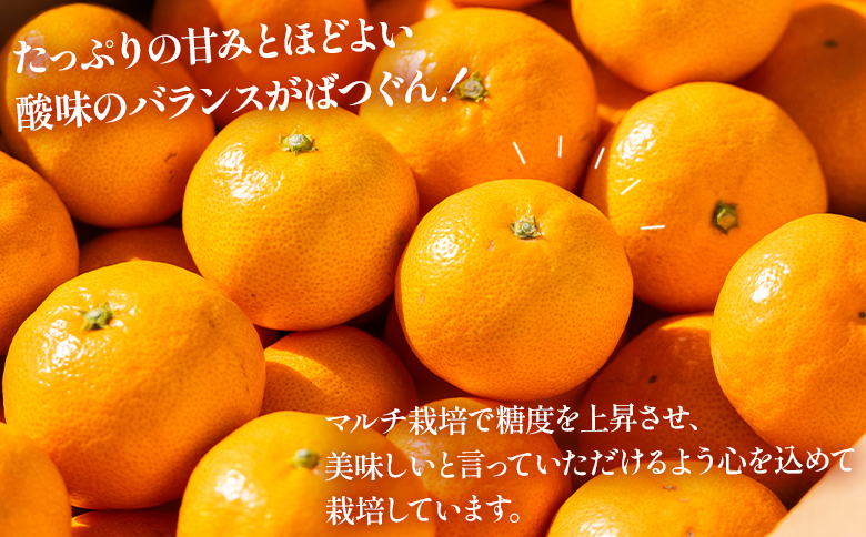 【2025年出荷分】露地みかん(2S～Mサイズ) 10kg＋約100g (傷み補償分) 贈答用 丸萬農園 mn-0002