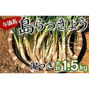 【ふるさと納税】【先行予約】島らっきょう1.5kg：2024年3月上旬以降発送☆与論の味をご家庭で | 野菜 新鮮 数量限定 期間限定 旬野菜 らっきょう 皮処理済 与論島 ヨロン 鹿児島県