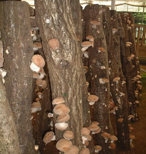 無農薬 無肥料 伊豆産 原木 栽培 生しいたけ 1kg　【椎茸 キノコ 肉厚 シイタケ 】　010-002