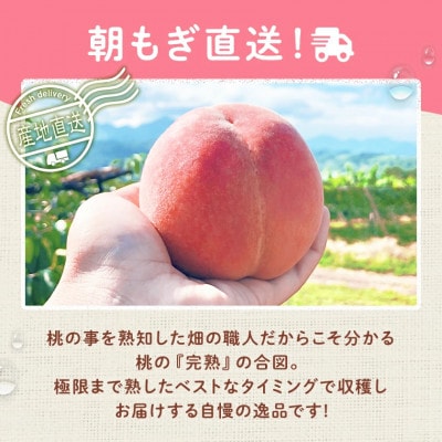 2026年 先行受付桃 約2kg 5～8玉 朝もぎ直送! 旬の完熟『桃』選び抜かれた桃【配送不可地域：離島】