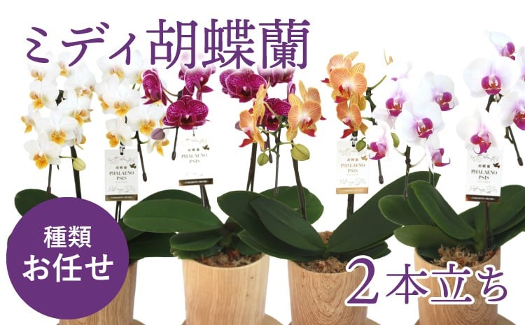 
            【お任せ】 ミディ胡蝶蘭 2本立ち 鉢花 らん 洋ラン 蘭
          