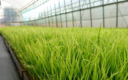 〈先行予約 2025年産米〉 福島県鏡石町産 和田農園「天のつぶ」玄米 4kg（2kg×2袋） 米 コメ こめ  F6Q-189