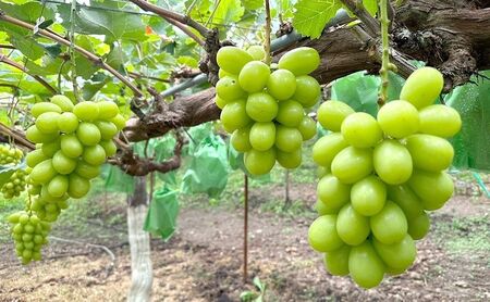 2025年先行予約 シャインマスカット 信州上田産金剛寺ぶどう 約1kg 2～3房 ぶどう 葡萄 ブドウ マスカット 1kg 果物 くだもの フルーツ デザート 旬の果物 旬のフルーツ 長野県 長野　