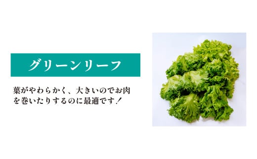 <洗わず食べられる・室内水耕栽培> レタス3種詰めわせ 500g×2パック 合計1kg