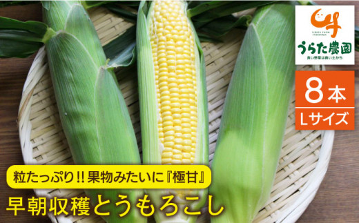 【先行受付】果物 みたいに 極甘 ！ 早朝 収穫 とうもろこし Lサイズ (300g)× 8本【2026年6月中旬以降順次発送】 糸島市 / 有限会社ウラタ農園 [ALI003]