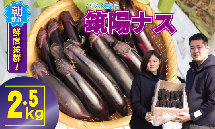 
            小城市産 筑陽ナス （2.5kg）朝採れ 新鮮 ハウス栽培 茄子 なす
          